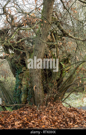 Un antico dolce castagno castanea sativa, vicino alla vecchia chiesa, Penallt, Monmouthshire. Foto Stock