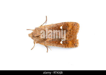 Satellite Tarma Eupsilia transversa, Catbrook, Monmouthshire, Galles. Famiglia Noctuidae. Foto Stock