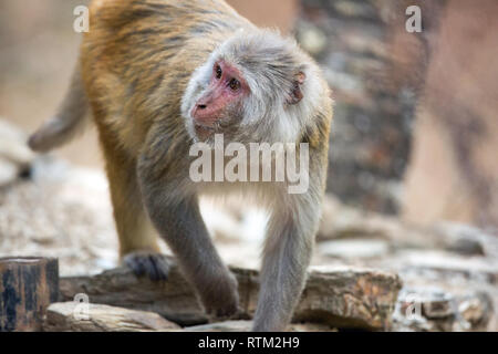 Macaco Rhesus (macaca mulatta). Scimmia adulta, ricerca, foraggio, per invertebrato articoli alimentari sotto il muro di pietra di lastre. India del nord. Foto Stock