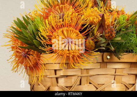 Protea cesto fiorito Foto Stock