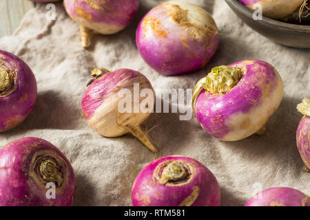 Materie organiche rape viola pronto per cucinare Foto Stock