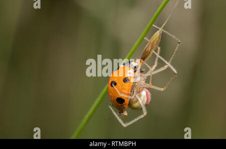 Pettine-footed spider mangiare gli interni di una coccinella Foto Stock