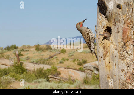 Adulto sfarfallio del Nord assiste ai suoi giovani al nido tree - il scabland sagebrush habitat è presentato in questo ritratto ambientale Foto Stock