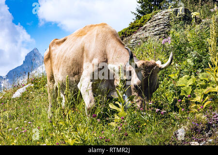 Mucca marrone su un prato fiorito di mangiare erba, rivolto in avanti, Alpi Svizzere Foto Stock