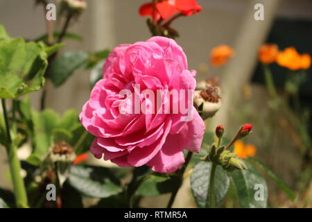 Rosa rosa nel giardino circondato da scoppio boccioli e fiori Foto Stock