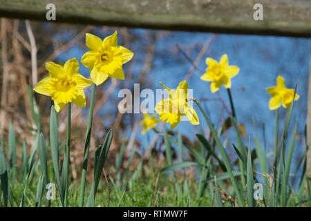 Più steli di daffodil fiori su una banca erbosa all'aperto in condizioni di luce solare intensa. Vivid petali gialli e trombe in una messa a fuoco nitida, con un luminoso cielo blu Foto Stock