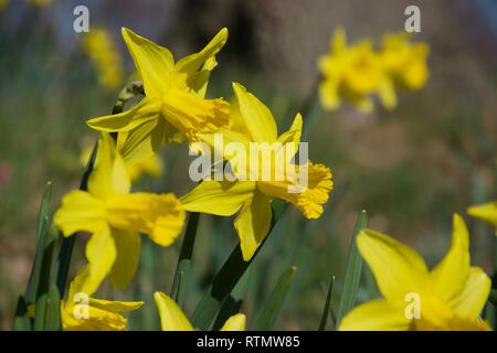 Più steli di daffodil fiori su una banca erbosa all'aperto in condizioni di luce solare intensa. Vivid petali gialli e trombe in una messa a fuoco nitida, con altri narcisi Foto Stock