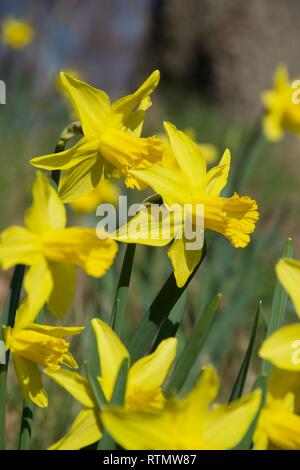 Più steli di daffodil fiori su una banca erbosa all'aperto in condizioni di luce solare intensa. Vivid petali gialli e trombe in una messa a fuoco nitida, con altri narcisi Foto Stock