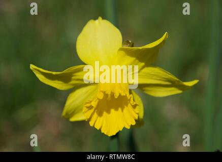 Daffodil fiore. Vivid petali gialli e la tromba in una messa a fuoco nitida. Soleggiato. Erba verde e steli fuori fuoco in background. Giallo su verde. Foto Stock