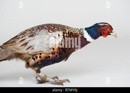 Colorati uccelli fagiano isolato su bianco di sfondo per studio Foto Stock