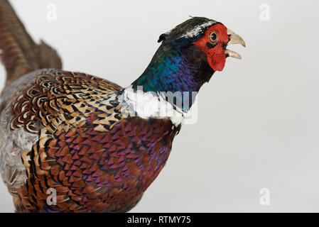 Ritratto di fagiano uccello isolato su bianco di sfondo per studio Foto Stock