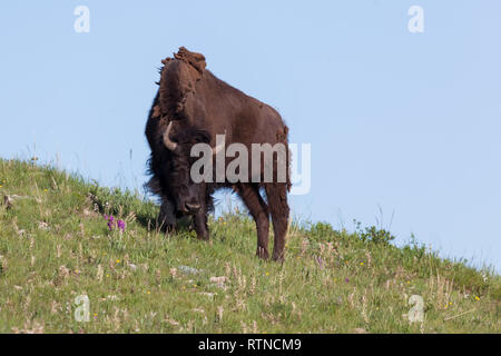 Un giovane bison sfiora nel verde erba di primavera sulla prateria collinare di Custer State Park, Sud Dakota. Foto Stock