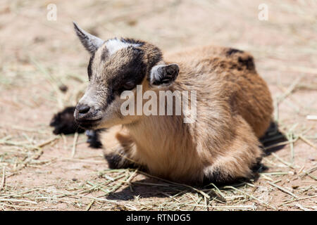 Un adorabile marrone, nero e bianco di capra bambino posa sulla terra sotto il sole in uno zoo di animali domestici. Foto Stock