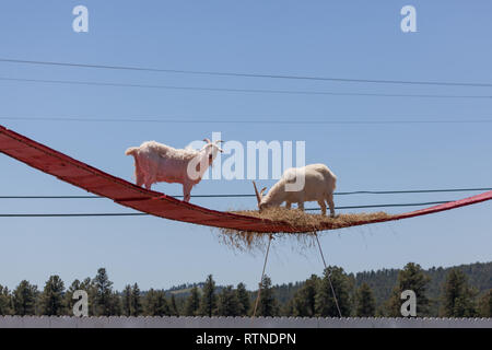 Due capre su una passerella rossa di mangiare il fieno. Foto Stock