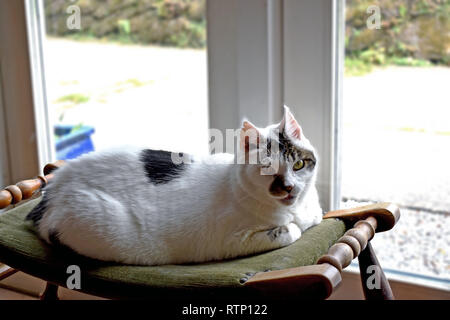 Un gatto bianco con marcature nere seduto su uno sgabello davanti al francese windows Foto Stock