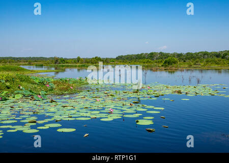 Giornata di sole a Fogg Dam, Territorio del Nord, l'Australia Foto Stock