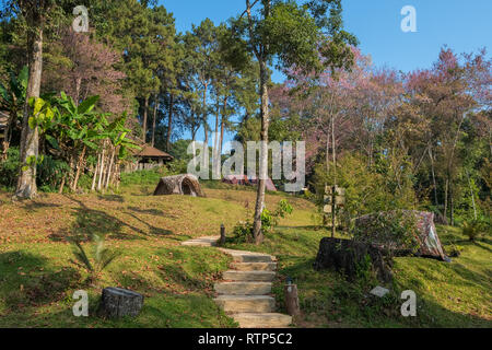 Sakura che fiorisce in Doi Pui Parco Nazionale di camp site vicino a Chiang Mai, Thailandia Foto Stock