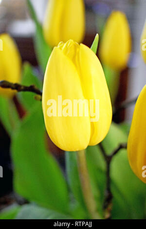 In prossimità di alcuni tulipano giallo boccioli e verde della foglia Foto Stock