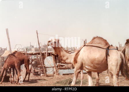 I cammelli sono penned, in attesa di essere venduto al mercato di cammelli in Hofuf, Al-Ahsa, Arabia Saudita. Foto Stock