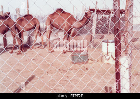 I cammelli sono penned, in attesa di essere venduto al mercato di cammelli in Hofuf, Al-Ahsa, Arabia Saudita. Foto Stock