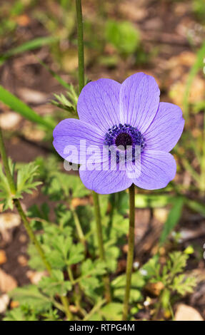 Anemone blu close up macro Foto Stock