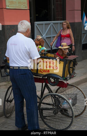 L'Avana, Cuba - 22 Gennaio 2013: una vista delle strade della città con il popolo cubano. Un uomo mostra i suoi cani al pubblico. Foto Stock