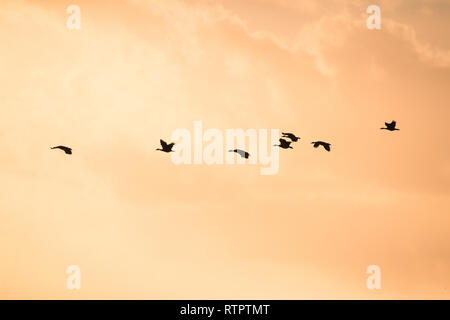 Sagome di anatre o di uccelli in volo in un arancione NUVOLOSO TRAMONTO cielo in una linea in estate Foto Stock