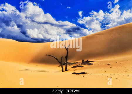 Essiccato impietrito tronchi di alberi sporgenti di sabbia contro enormi dune di sabbia calda sotto il cielo blu su una soleggiata giornata estiva in Australian Stockton Beach - Worimi Foto Stock