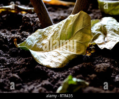 Asciugare il verde foglia di limone su suolo bagnato Foto Stock