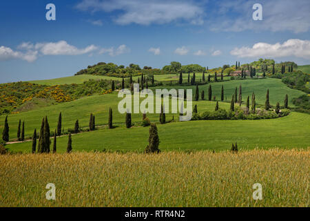 La Foce - cypress strada alberata in Val d'Orcia. Paesaggio panoramico sulle colline della Val d'Orcia con cipressi e campi di grano, Toscana, Italia Foto Stock