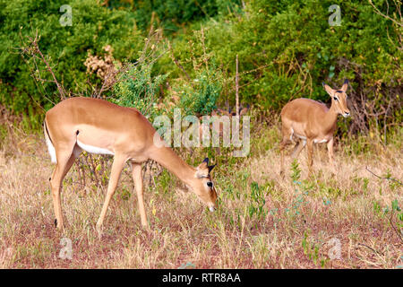 Vista del pascolo di antilopi. Safari Parco di Tsavo in Kenya, Africa. Foto Stock