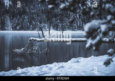 Albero di morte nel lago Foto Stock