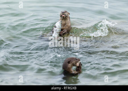 Rivestimento liscio Otter fratelli mangiare appena catturati barramundi in mare Foto Stock