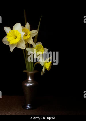 La molla narcisi still life, luce pittura chiaroscuro, in vase, con copyspace. Foto Stock