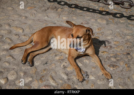 L'Avana, Cuba - 24 Gennaio 2013: Vedute di piazze e strade. Un cane di Cuba si trova sul marciapiede, egli ha una dog tag sul suo collo. Foto Stock