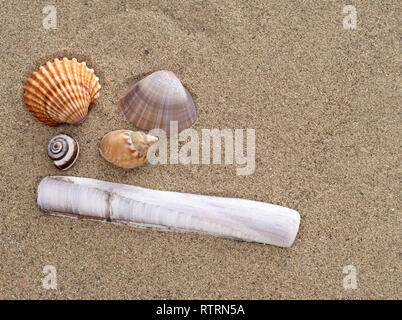 Conchiglie su una sabbiosa spiaggia italiana tra cui shell rasoio, Ensis magnus. Foto Stock