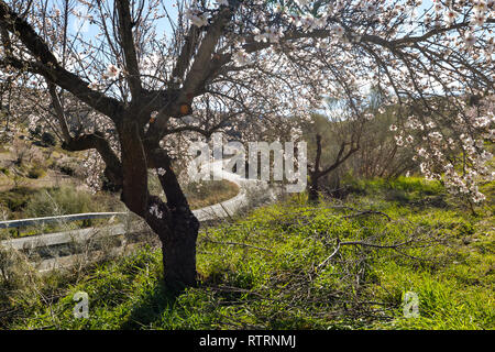 Un avvolgimento su strada attraverso una mandorla orchard a La Alpujarra regione Andalusia Foto Stock