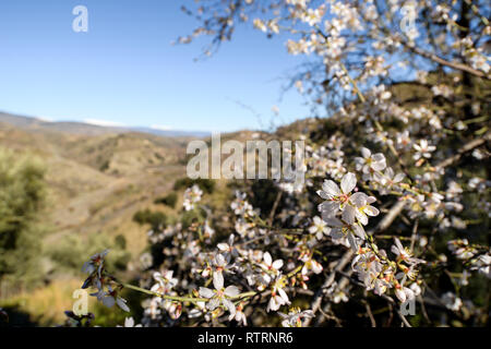 Al di fuori di Berchules in Alpujarra regione Andalusia Foto Stock