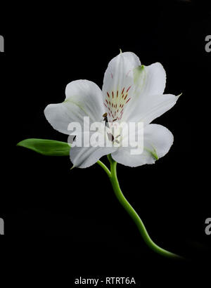 Alstroemeria Bianco fiore su uno sfondo nero. Drammatico sfondo floreale. Foto Stock