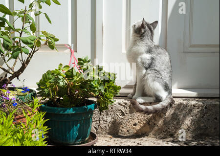 Gatto grigio, Perast e della Baia di Kotor, Montenegro, Europa Foto Stock