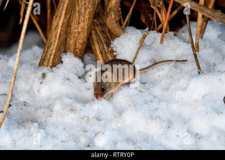 Campo vole è scavare fuori i semi dalla neve. Foto Stock