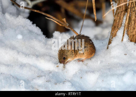 Campo vole è scavare fuori i semi dalla neve. Foto Stock