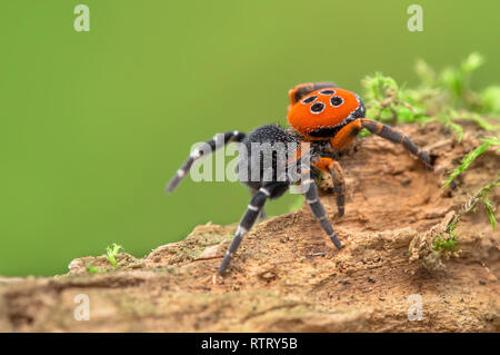 La Coccinella spider Eresus kollari in posizione di difesa Foto Stock