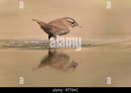 Awesome natura, Eurasian wren riflettere nel fiume (Troglodytes troglodytes) Foto Stock