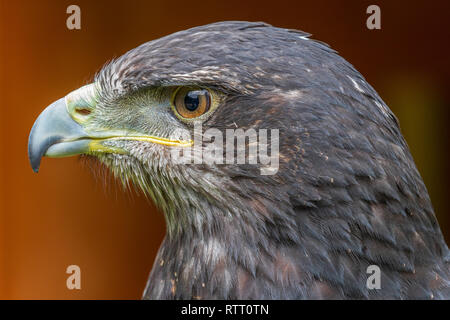 Grigio buzzard eagle colpo alla testa di close-up Foto Stock