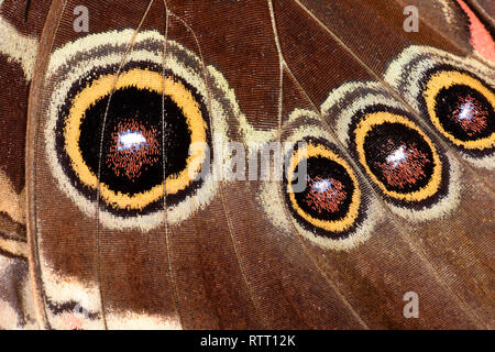 Blue Morpho Butterfly (Morpho peleides) dettaglio del modello sul lato inferiore delle ali, Turrialba, Costa Rica, Ottobre Foto Stock
