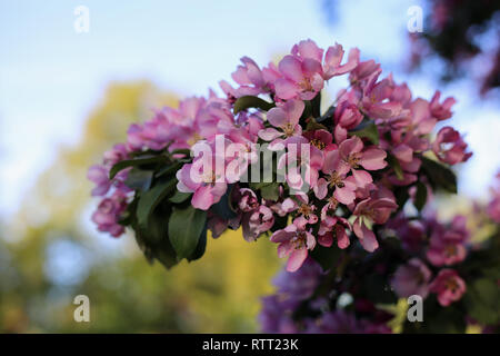 Rosa fiori di ciliegio in un ramo di albero durante una soleggiata giornata di primavera. Bella, carino e fiori femminili. Un primo piano immagine. Immagine a colori. Foto Stock