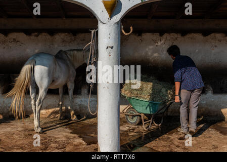 Uomo al lavoro, alimentazione e pulizia di cavalli e stabile in un ranch in Camargue Francia Foto Stock