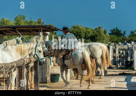 Francese antico Cowboy lavora con i suoi cavalli in un ranch in Camargue Foto Stock