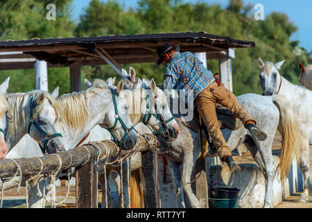 Francese antico Cowboy lavora con i suoi cavalli in un ranch in Camargue Foto Stock